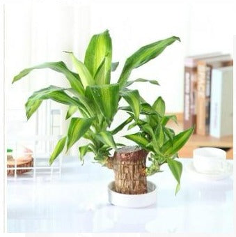 Lucky Brazil Wood Potted Plant